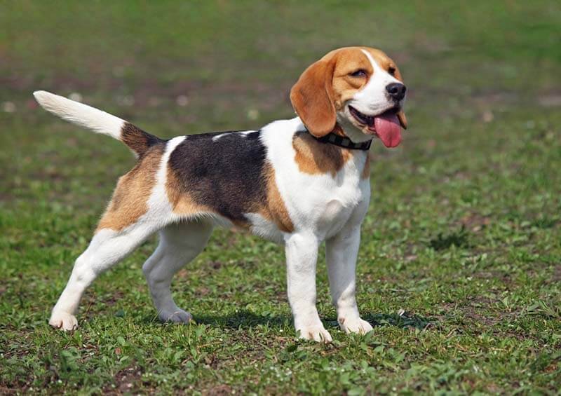 beagle body