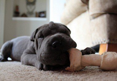 Shar Pei puppy with a toy