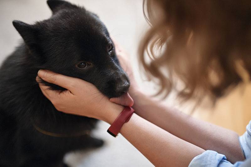 girl playing with Schipperke