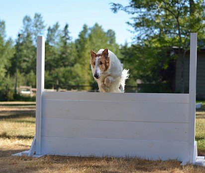 Russian greyhound training