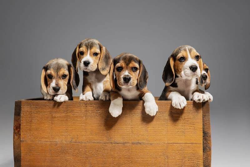 beagle puppies in a box