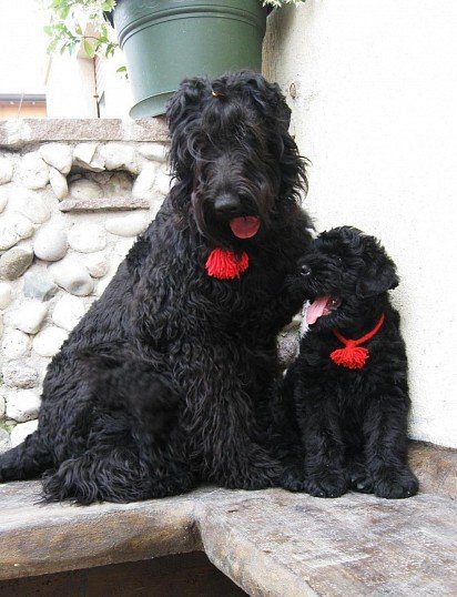 Black Russian Terrier puppy with mother