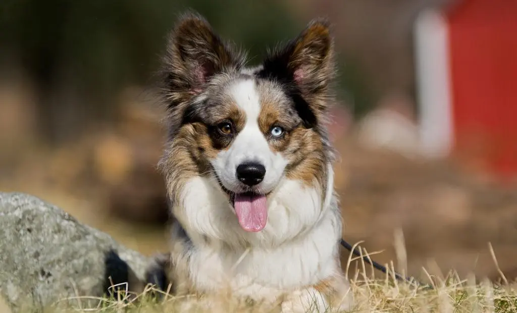 Welsh Corgi Cardigan