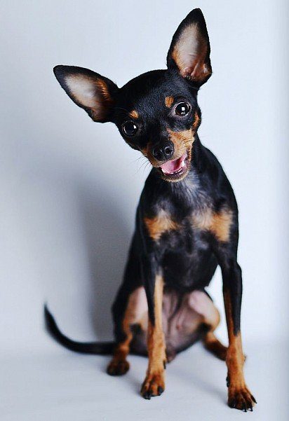 Smooth-haired Russian toy terrier