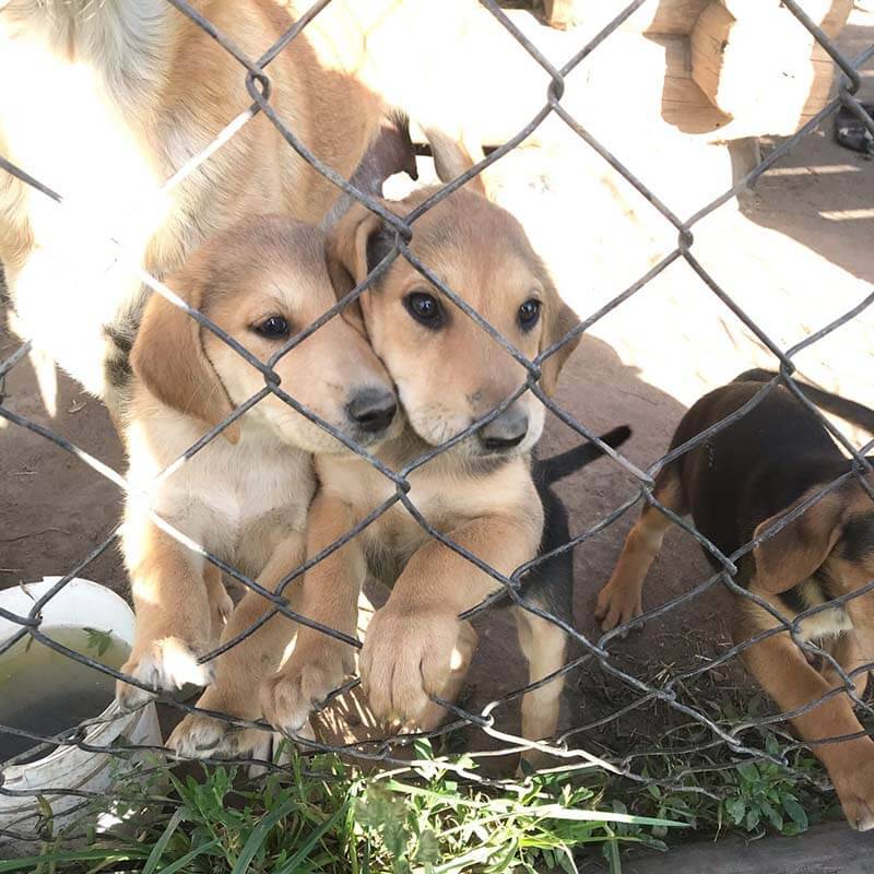 Russian hound puppies