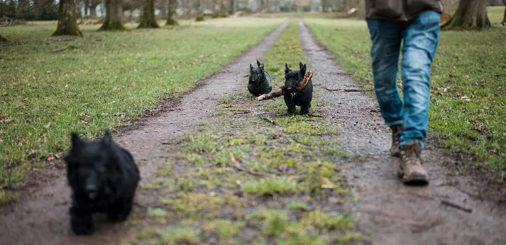 Scottish Terrier