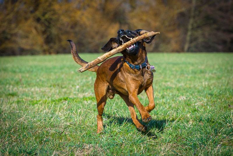 bloodhound playing with a stick on the lawn
