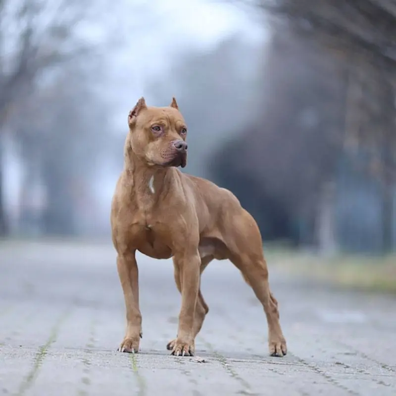 American Pit Bull Terrier