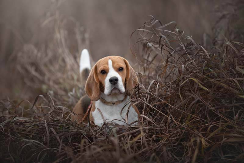 adult beagle in the grass