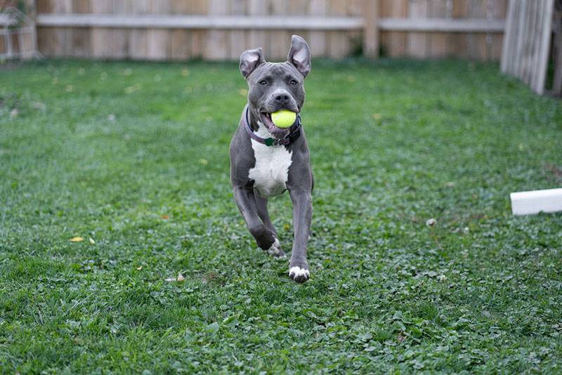 american pit bull playing with a tennis ball
