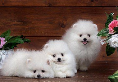 White Pomeranians