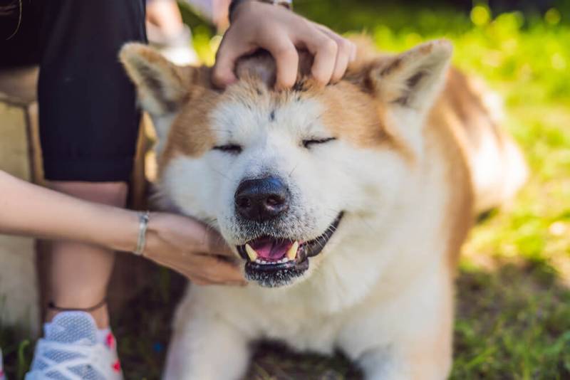 happy akita inu with owner
