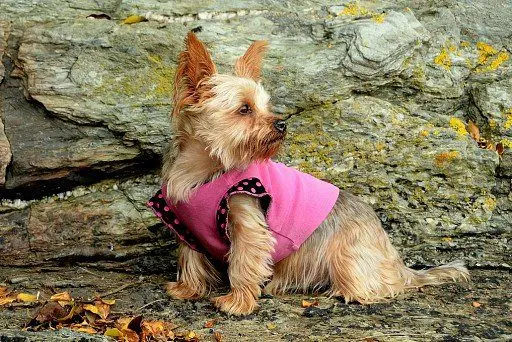 Yorkshire Terrier