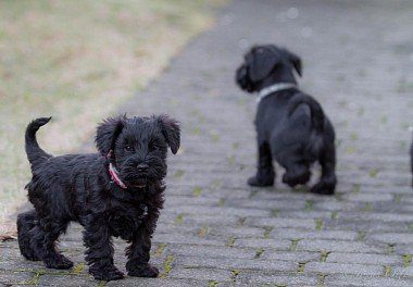Miniature Schnauzer Puppies on a walk