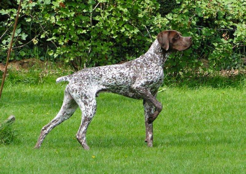 French Pointer Hunting