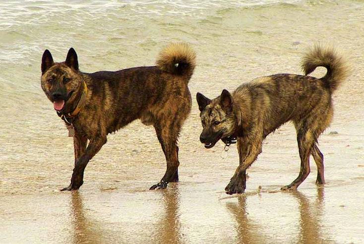 Jomon Shiba dogs