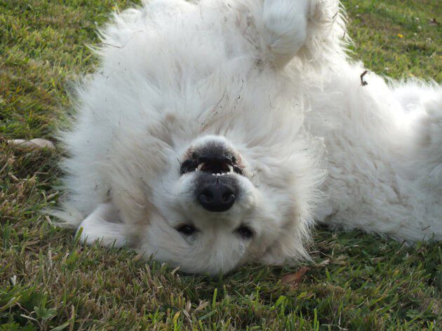 7 Most Beautiful White Dog Breeds