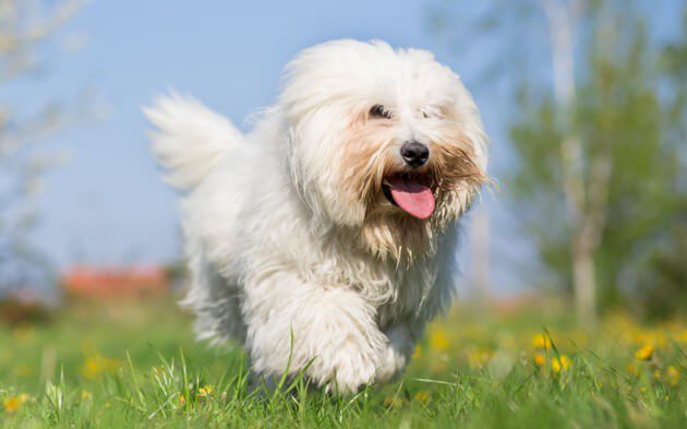 7 Most Beautiful White Dog Breeds