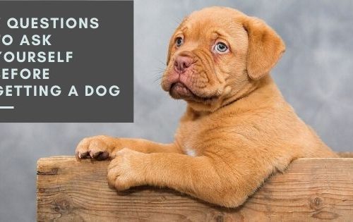 7 questions before getting a dog