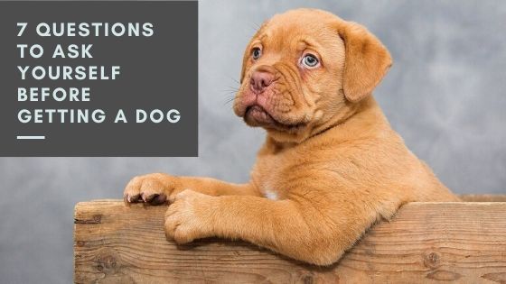 7 questions before getting a dog