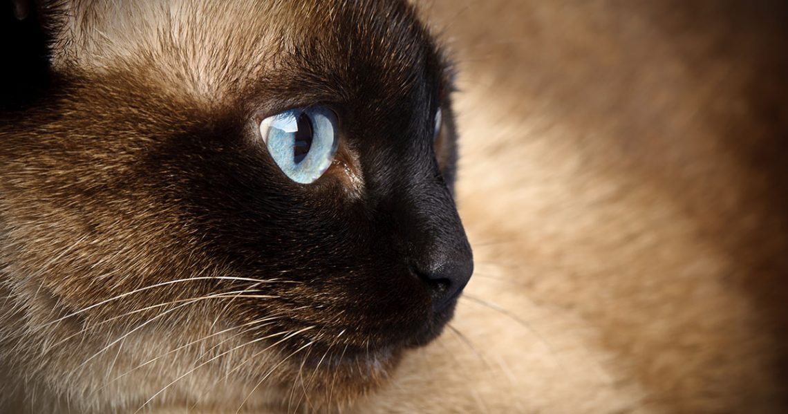 7 real cats from the life of our portal