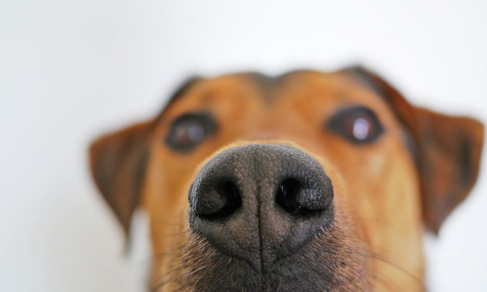 7 Rules for Search Games for Dogs