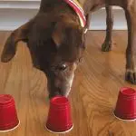 7 Rules for Search Games for Dogs