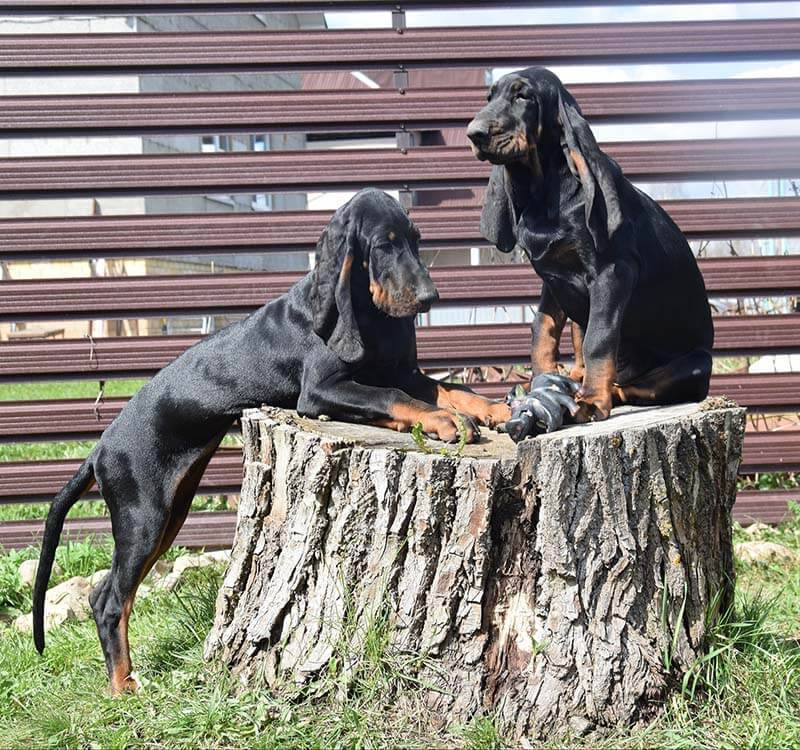 two black and tan coonhounds