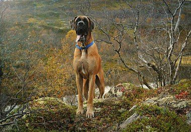 Great Dane in the forest