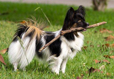 Papillon with a stick