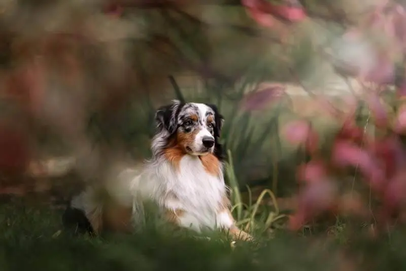 australian shepherd photo