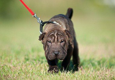 Shar Pei puppy on the grass