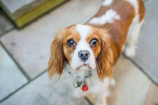 Cavalier King Charles Spaniel