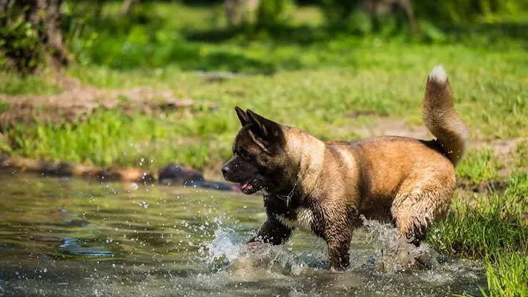 American Akita loves to be outdoors