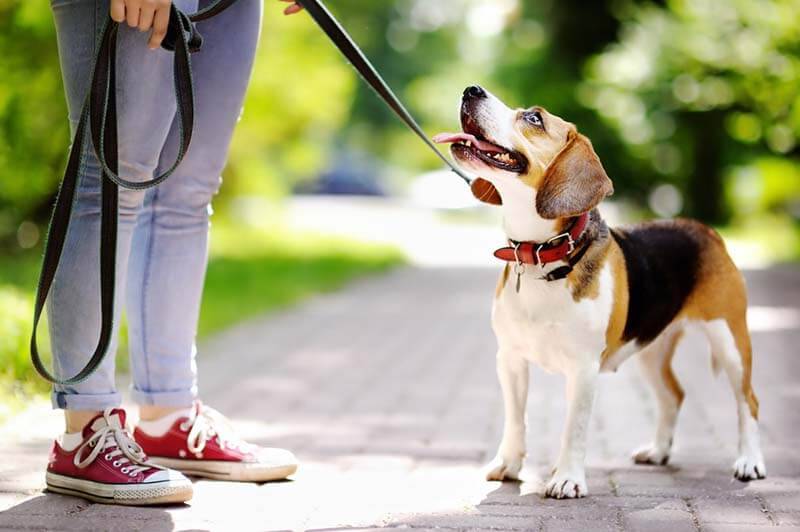 beagle on a leash