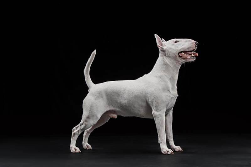 view of the limbs of a bull terrier