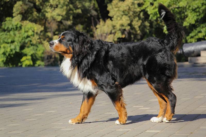 Corps of the Bernese Mountain Dog