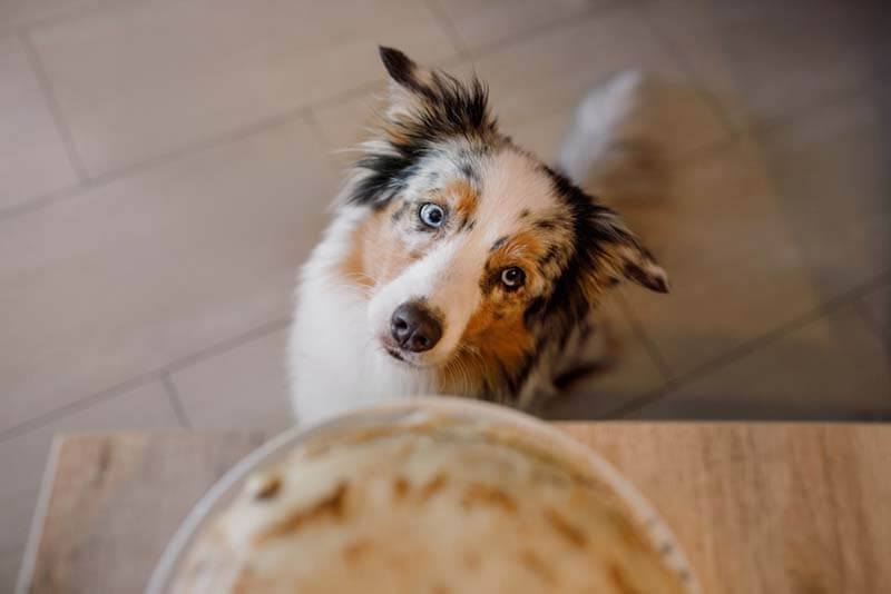 aussie waiting for a treat