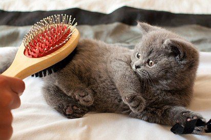 British kitten combing