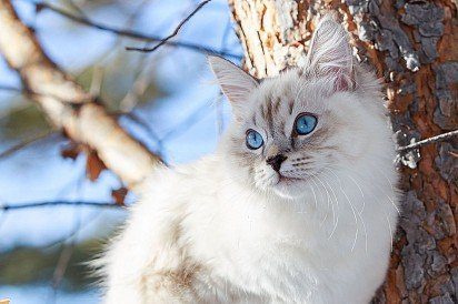 Neva Masquerade - a Siberian cat of color-point color, allocated to a separate breed