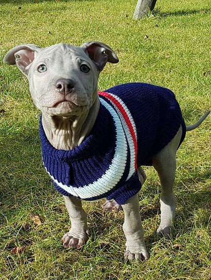 Thai Ridgeback puppy in a blue sweater