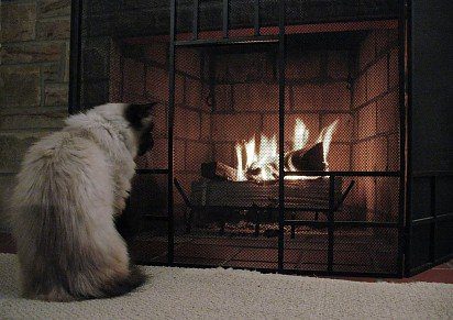 This cat can watch fire for hours