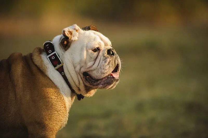 English Bulldog