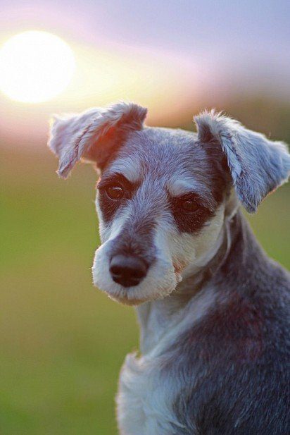 Miniature Schnauzer with trimmed muzzle