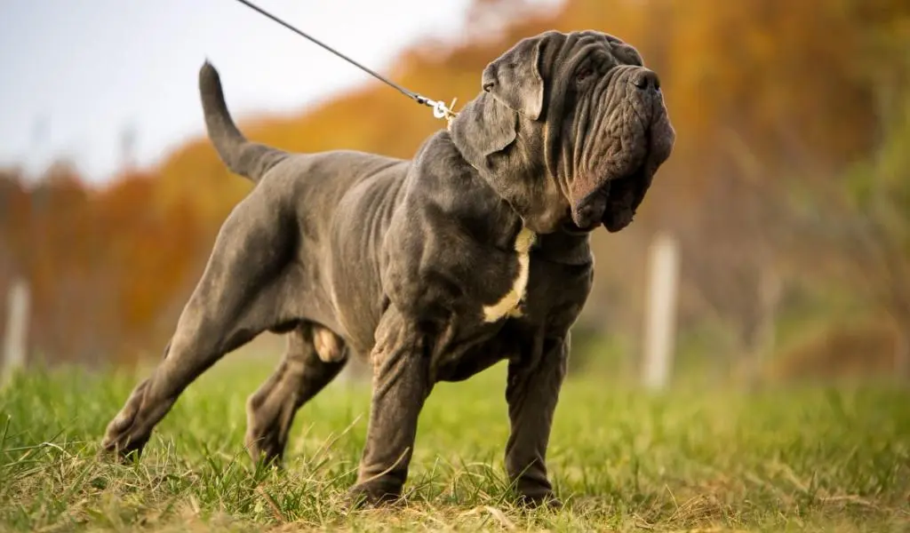 Neapolitan Mastiff