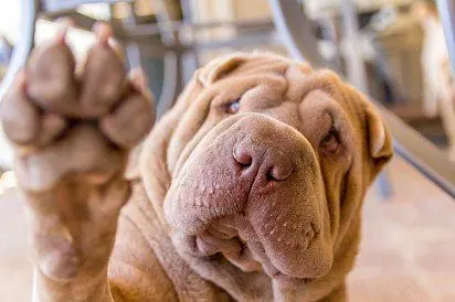 Shar Pei 