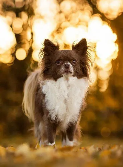 long haired chihuahua