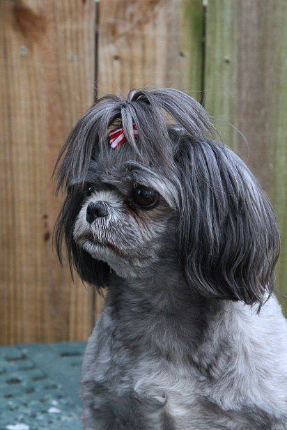 Shih Tzu with a bow on his head