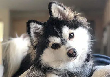 husky pomsky