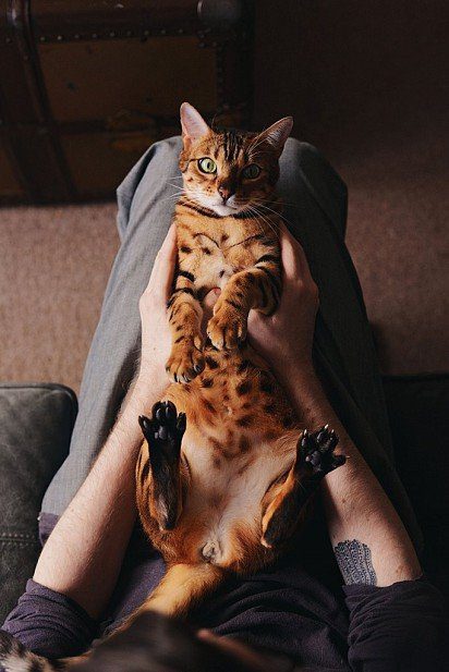 Bengal cat on owner's lap